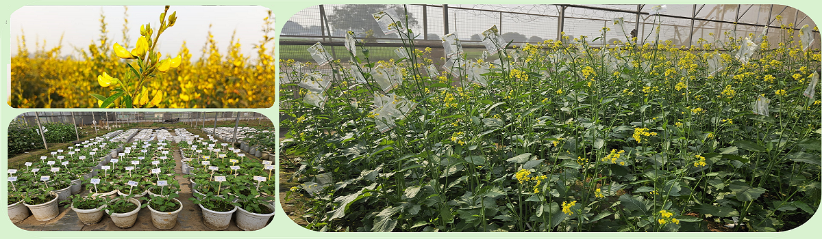 Welcome to ICAR-Indian Agricultural Research Institute
